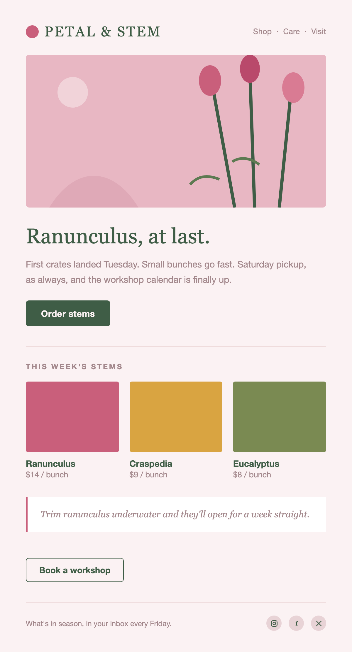 Petal & Stem sample newsletter